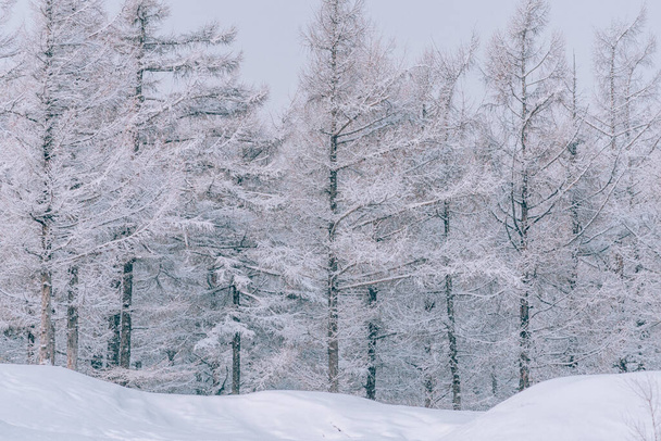 Los árboles cubiertos de nieve en un bosque en un día nublado de invierno - Foto, imagen