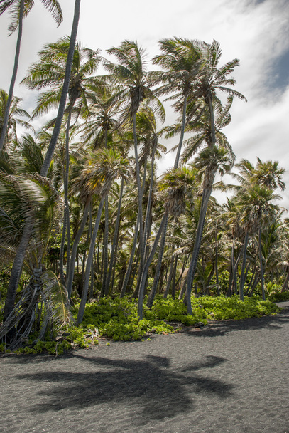 Palmiers à vent Black Sand Beach
 - Photo, image