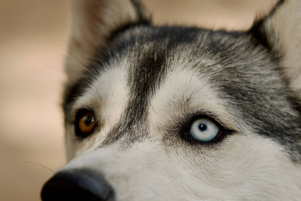Close-up on beautiful heterochromatic eyes, brown and blue,  of a husky dog. - Foto, imagen