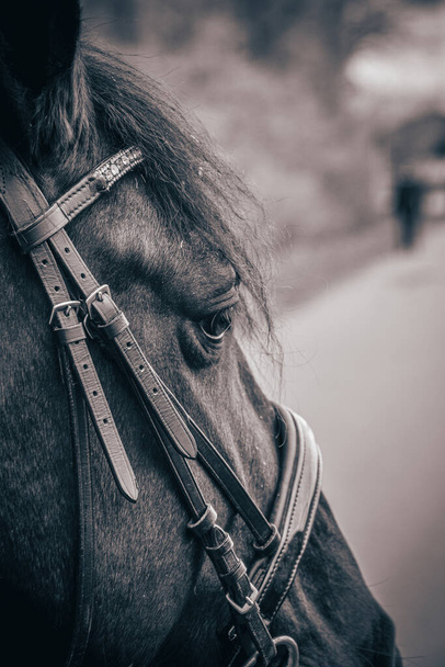 A closeup of a horse head on a blurred background - Фото, зображення