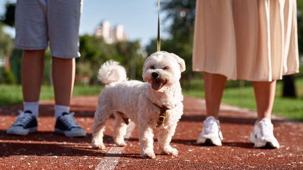 Cropped mother and son walking their beautiful furry Maltese dog on running track in park. Relationship between human and animal. Owner and pet friendship. Outdoor rest and leisure. Sunny summer day - Fotó, kép