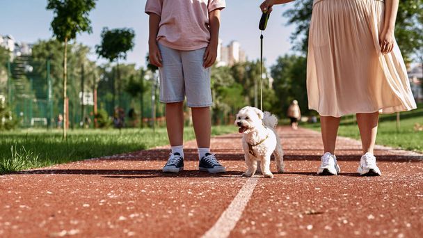 Cropped mother and son walking their furry Maltese dog on running track in park. Concept of relationship between human and animal. Owner and pet friendship. Outdoor rest and leisure. Sunny summer day - 写真・画像