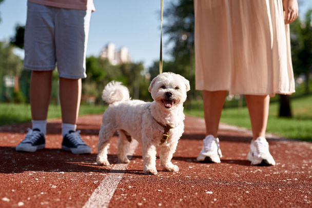 Cropped woman and boy walking their furry Maltese dog on running track in park. Concept of relationship between human and animal. Owner and pet friendship. Outdoor rest and leisure. Sunny summer day - 写真・画像