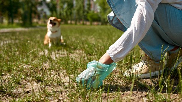 Cropped of woman collecting dog shit in waste bag on green lawn in park. Blurred Corgi dog on background. Concept of ecological recycle and environment save. Idea of pet care. Sunny summer day - Foto, Imagem