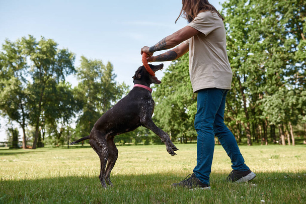 Hairy man training jumping Kurzhaar dog catching rubber ring on green lawn in park. Concept of relationship between human and animal. Idea of owner and pet friendship. Sunny summer day - Foto, Imagen