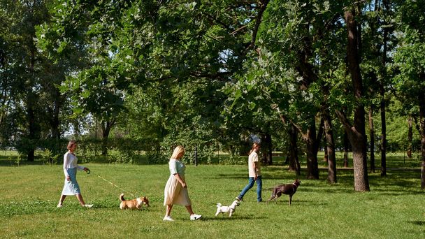 Side view of three caucasian people walking their dogs on green lawn in park. Corgi, Kurzhaar and Maltese dogs. Relationship between human and animal. Owner and pet friendship. Sunny summer day - Фото, изображение