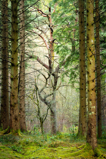 A vertical shot of some leafless trees in a green forest. - Foto, Imagem