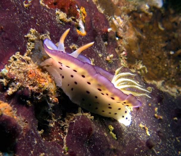 Goniobranchus Kuniei Nudibranch strisciando Boracay Island Filippine - Foto, immagini
