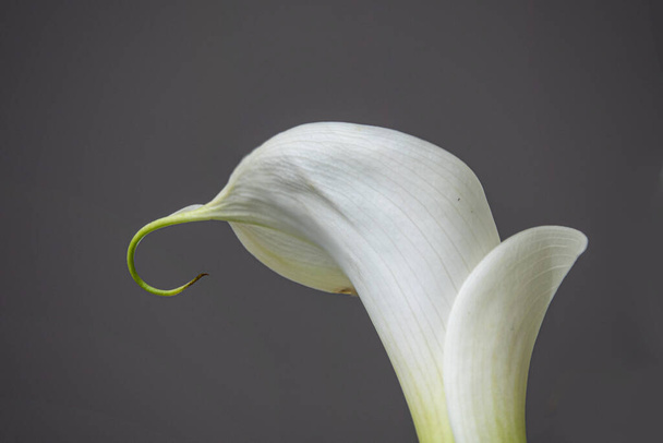 The close-up shot of a white Calla Lily flower isolated on the gray background - Fotografie, Obrázek