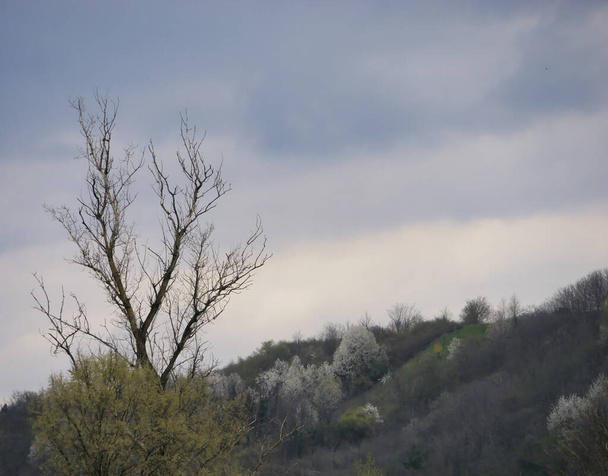 A bare tree on the slope of a hill under a cloudy sky - Фото, зображення