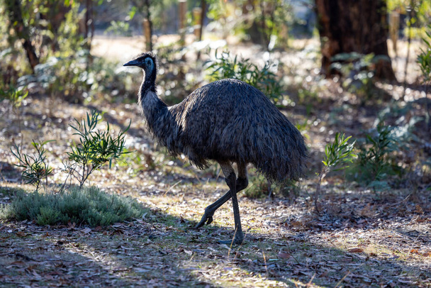 Emu bird the Australian tallest native bird - Fotoğraf, Görsel