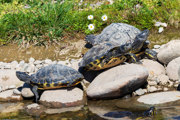 A selective focus shot of turtles on top of stones near the water - 写真・画像