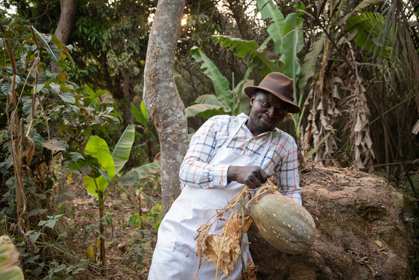 Fermier à la citrouille qu'il vient de récolter dans son champ, fermier africain prospère - Photo, image