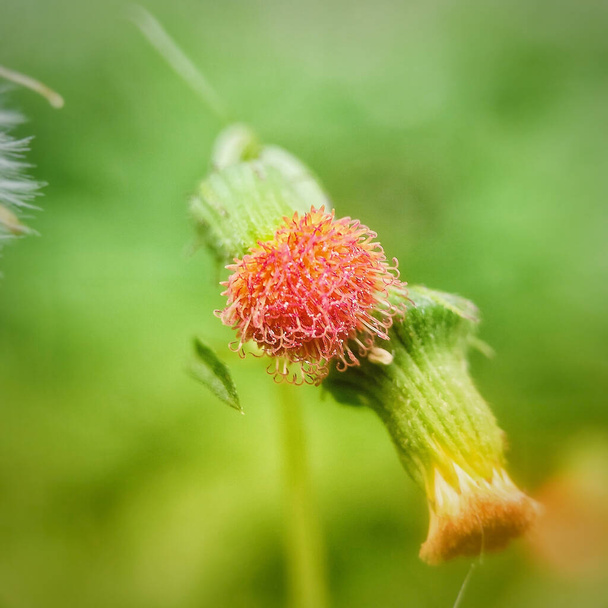 A closeup of Crassocephalum crepidioides flower on a blurry background - Foto, imagen