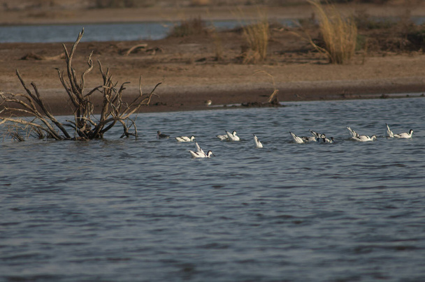 Pied avocets Recurvirostra avosetta etsivät ruokaa. Oiseaux du Djoudj kansallispuisto. Saint-Louisissa. Senegal. - Valokuva, kuva