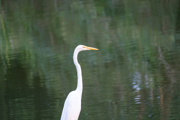 The close-up of  white Ciconiiformes bird with the green lake background - Valokuva, kuva