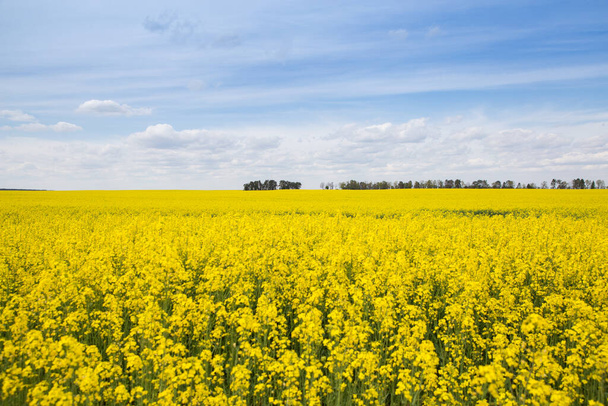 Blühendes Rapsfeld und blauer Himmel mit weißen Wolken. Gelbe und blaue Farben symbolisieren das Land der Ukraine. Stolz, Freiheit, Unabhängigkeit. den Krieg beenden - Foto, Bild