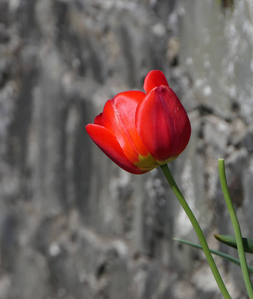 Piękna mieszanka kolorowych kwiatów tulipanów rosnących w murowanym ogrodzie w Wielkiej Brytanii - Zdjęcie, obraz