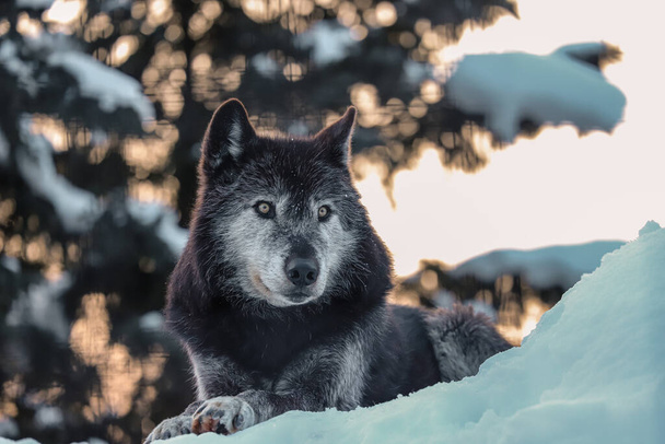 a vertical shot of wolf in snow - Foto, imagen