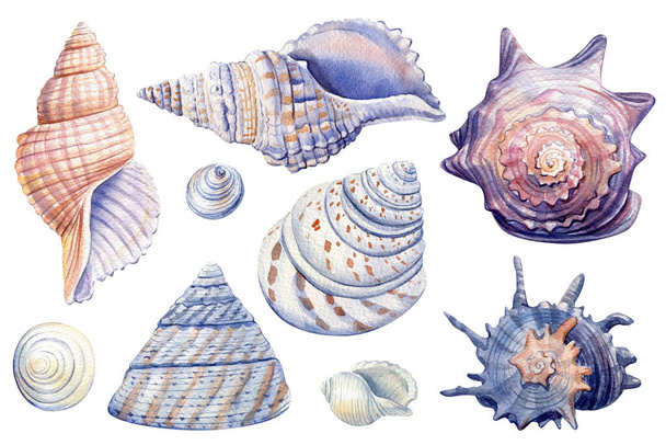 Muschelset auf isoliertem weißem Hintergrund, Aquarell-Illustration, Meeresklippe. Hochwertige Illustration - Foto, Bild