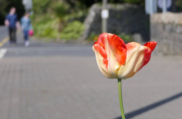 Mieszanina kolorowych kwiatów tulipanów rosnących alomg drogi w Wielkiej Brytanii - Zdjęcie, obraz