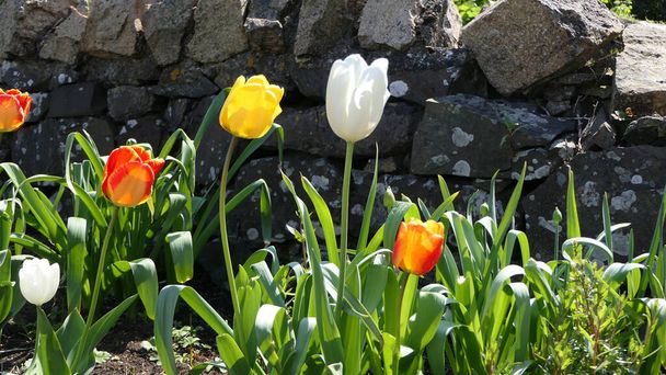 Mieszanina kolorowych kwiatów tulipanów rosnących alomg drogi w Wielkiej Brytanii - Zdjęcie, obraz