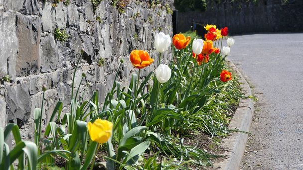 Piękna mieszanka kolorowych kwiatów tulipanów rosnących w murowanym ogrodzie w Wielkiej Brytanii - Zdjęcie, obraz