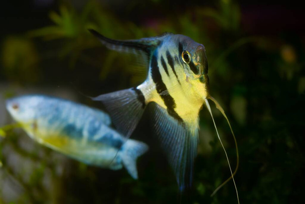 white artificial breed of angelfish with red eyes and black stripes turn to camera, ornamental fish in low light planted aquarium aquadesign, popular easy creature for beginners, dark background - Foto, Imagen