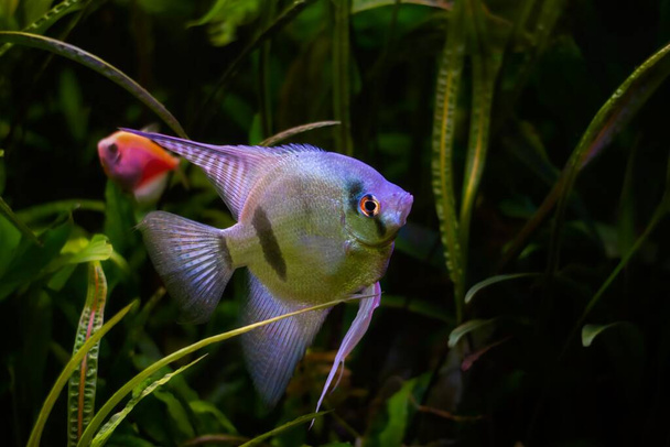 white artificial breed of angelfish in planted aquarium, ornamental fish in magnificent aquascape of planted aquadesign, popular easy pet for beginners, low light blurred background, high quality pet in shop sale - Photo, Image