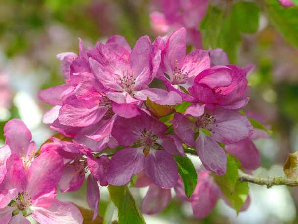 ピンク色の花とリンゴの木を開花 - 春の時間. - 写真・画像