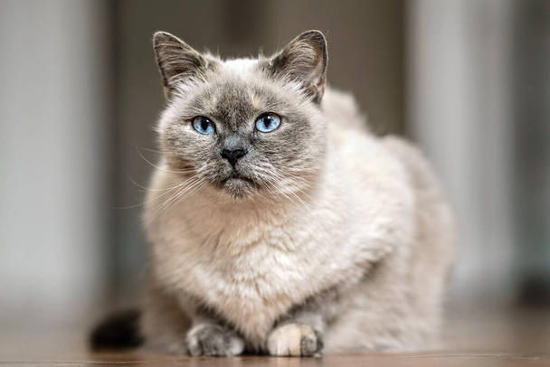 Older gray cat with piercing blue eyes, laying on wooden floor, closeup shallow depth of field photo - Fotó, kép