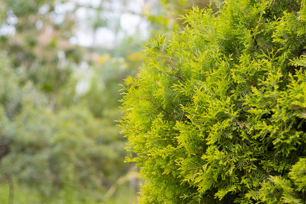 Groene thuja boom close-up op een wazige achtergrond - Foto, afbeelding
