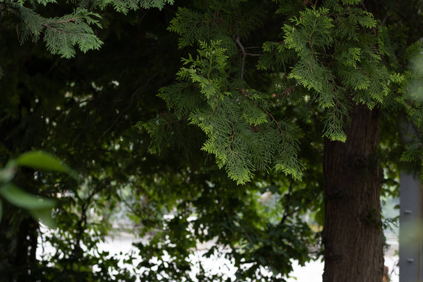 thuja vert arbre gros plan sur un fond flou - Photo, image