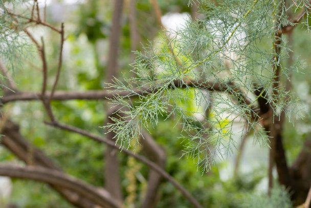 Groene thuja boom close-up op een wazige achtergrond - Foto, afbeelding