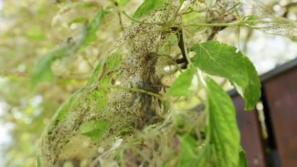 Hmyzí patazité jedí listy a napadají strom v reálném čase - Záběry, video