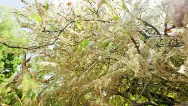 Široký úhel: Kolonie jabloň génius housenky a hmyz napadl a snědl listy v reálném čase - Záběry, video
