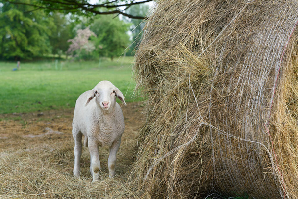  Junges neugieriges Lamm neben einer Heurolle auf einer Weide                               - Photo, Image