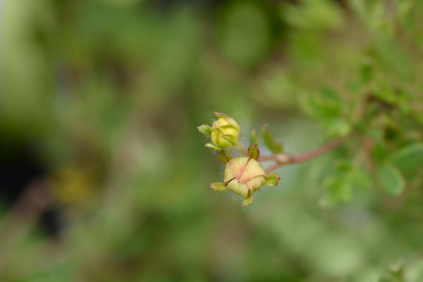 Shrubby Cinquefoil Abbotswood flower buds - Latin name - Potentilla fruticosa Abbotswood - 写真・画像