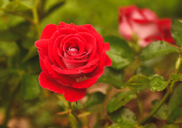 Gyönyörű közeli kép egy rózsakertről - Fotó, kép