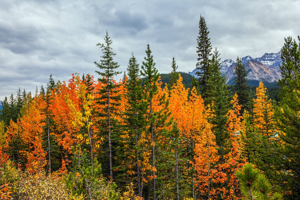Magnificent northern autumn. Yellow, orange and red autumn leaves adorn the mountainous landscape. Canadian Rockies. Rocky mountains of Canada. The concept of active, automotive, environmental and photo tourism - Фото, изображение