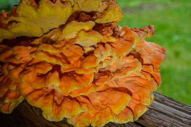 Orange fungus on tree - laetiporus sulphureus, sulphur shelf .Chicken of the woods, bracket fungus on tree stump . - Photo, Image