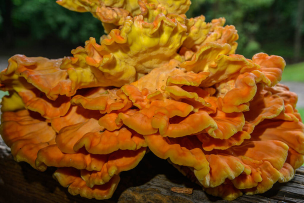 Orange fungus on tree - laetiporus sulphureus, sulphur shelf .Chicken of the woods, bracket fungus on tree stump . - Photo, Image
