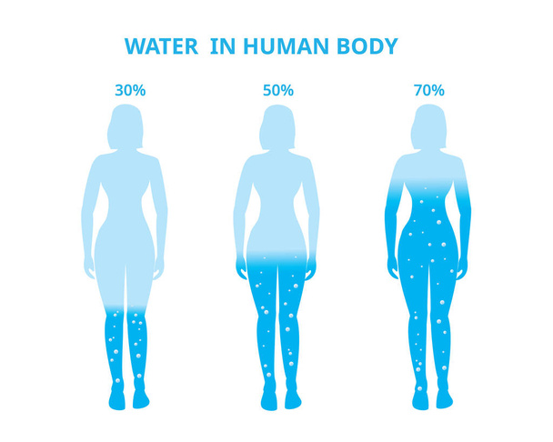 Agua en el cuerpo humano. Mujer, Porcentaje de diferencia. Ilustración vectorial - Vector, imagen