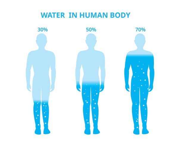 Agua en el cuerpo humano. Hombre, porcentaje de diferencia. Ilustración vectorial - Vector, imagen