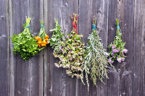 various medical herbs bunches on old wooden wall  - Photo, Image