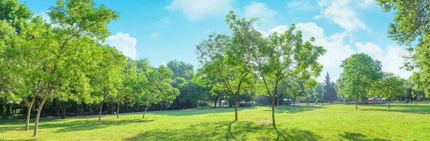 panorama van park en tuin met gras op gazon en groene bomen in de zomer - Foto, afbeelding