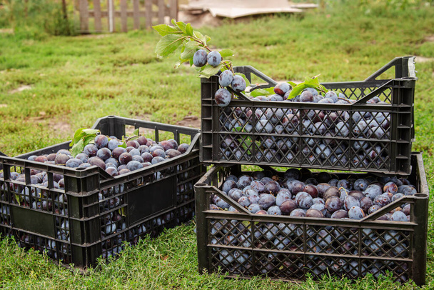 Harvest of blue plums in plastic boxes. Selective focus on the box with plums. Harvesting, gardening, fruit sale concept. Growing organic fruits garden. - Foto, afbeelding