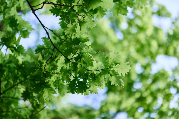 Fresh green leaves of the oak tree against a sunny cloudless sky. High quality photo - Photo, Image