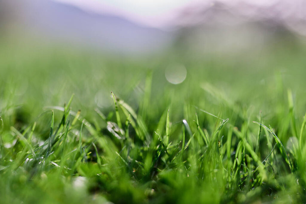Hierba verde en primavera, foto de cerca. Foto de alta calidad - Foto, imagen