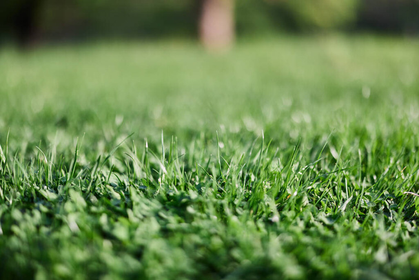 Hojas verdes de hierba fresca joven a la luz del sol del cielo del atardecer. Foto de alta calidad - Foto, imagen